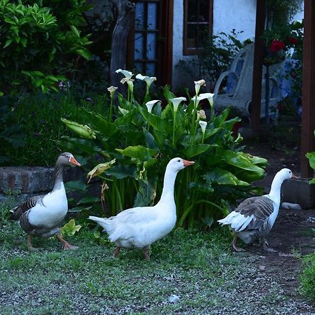 Alojamiento Rural Casa Quinta Peumayen Isla de Maipo Extérieur photo