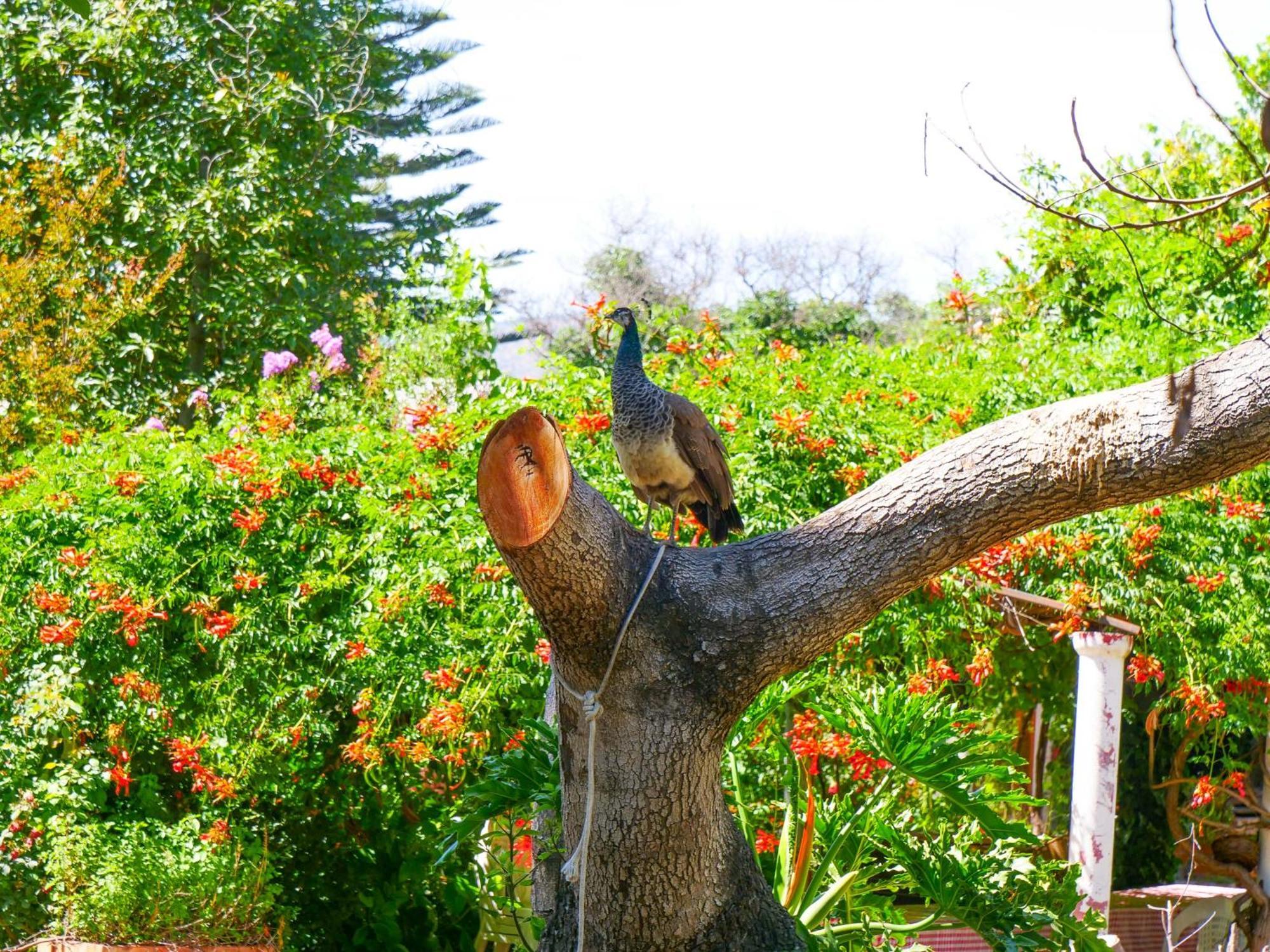 Alojamiento Rural Casa Quinta Peumayen Isla de Maipo Extérieur photo